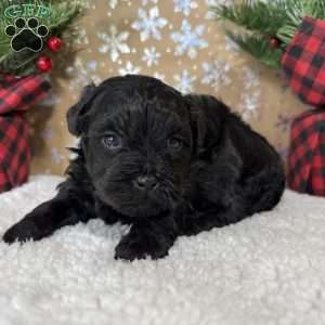 Licorice, Shih-Poo Puppy